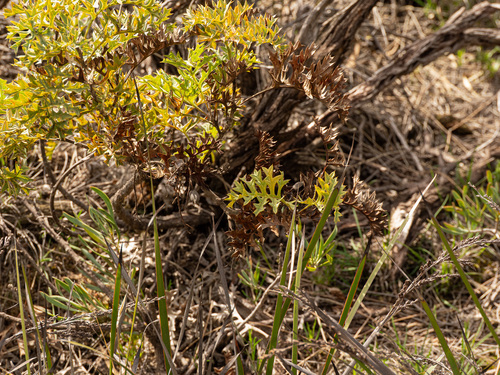 Grevillea bipinnatifida, photograph 5