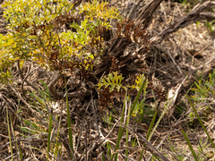 (c) Carmon, some rights reserved (CC BY-SA) Grevillea bipinnatifida, photograph (c) Carmon, some rights reserved (CC BY-SA)