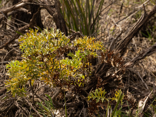Grevillea bipinnatifida, photograph 6