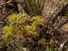 Grevillea bipinnatifida, photograph (c) Carmon, some rights reserved (CC BY-SA)