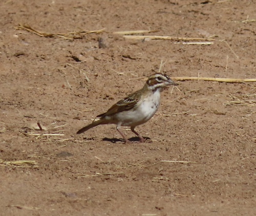 Lark Sparrow
