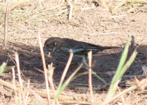 Lark Bunting