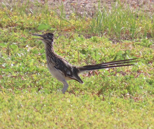 Greater Roadrunner