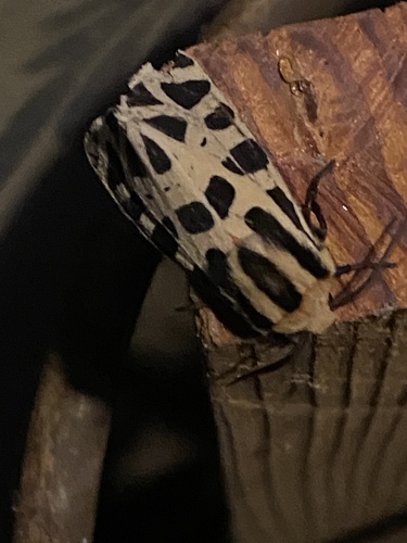iNaturalist observation photo of Mexican Tiger Moth