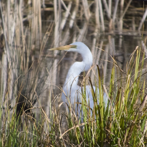 iNaturalist image