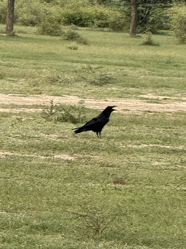 South Eurasian Common Raven