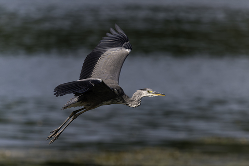 iNaturalist image
