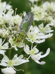 Hypochrysa elegans