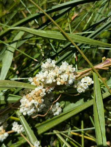 pretty dodder