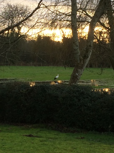 iNaturalist image