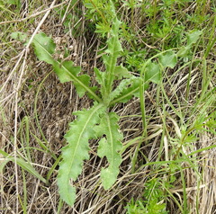 Cirsium arvense arvense