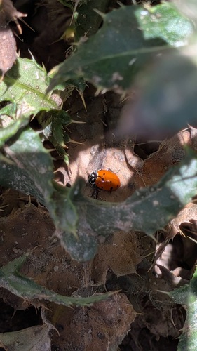 Convergent Lady Beetle