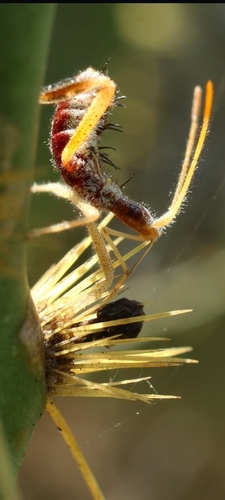 Spined Assassin Bug
