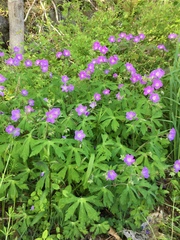 Geranium sylvaticum