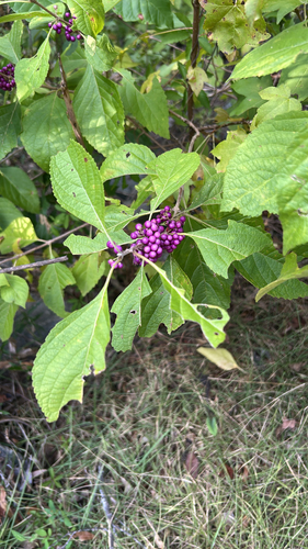 American beautyberry