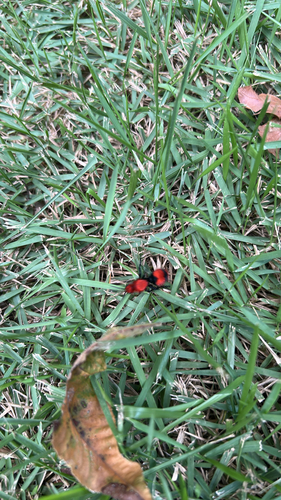 Common Eastern Velvet Ant