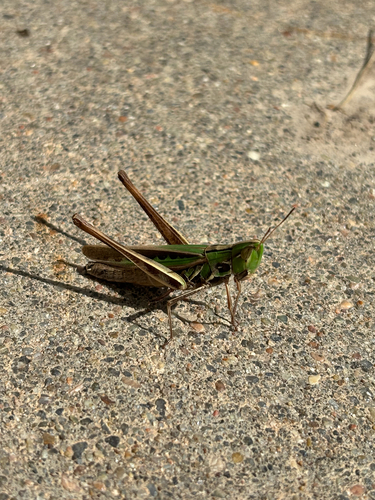 Admirable Grasshopper