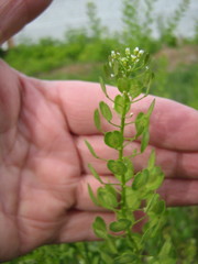 Thlaspi arvense