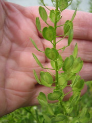 Thlaspi arvense