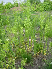 Thlaspi arvense