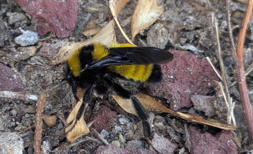 Sonoran Bumble Bee