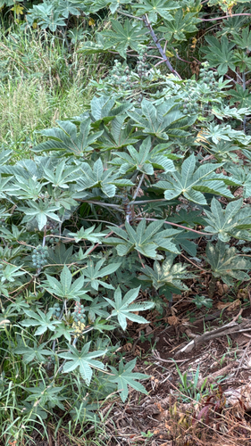 Ricinus communis observed 2026-09-09