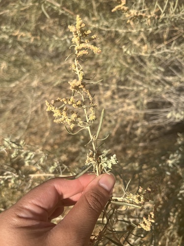 Fourwing Saltbush