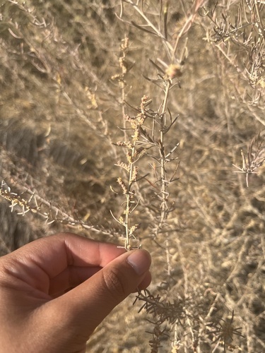 Fourwing Saltbush