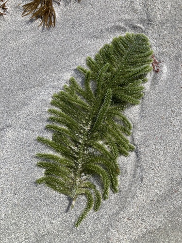 Caulerpa flexilis observed 2026-09-10