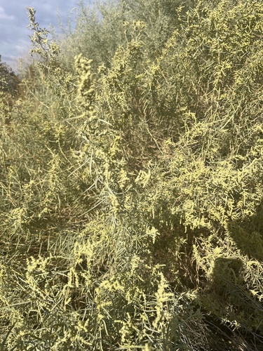 Fourwing Saltbush