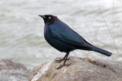 Brewer's Blackbird