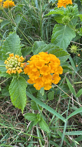 Lantana camara observed 2026-09-09
