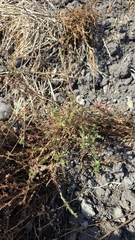 Lythrum hyssopifolia, photograph (c) Christoph Moning, some rights reserved (CC BY)