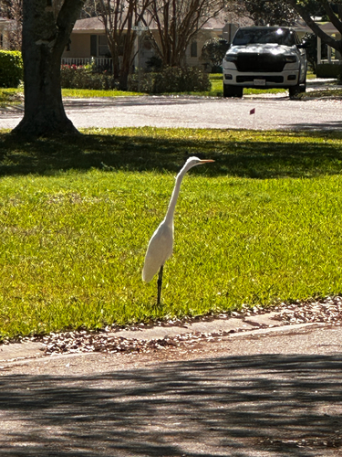 iNaturalist image