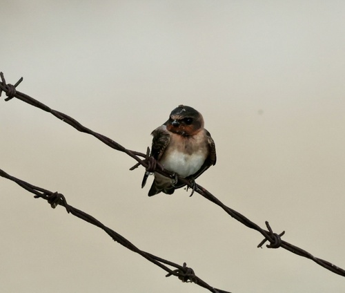 Cliff Swallow