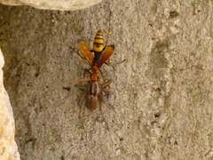 Cryptocheilus annulatus