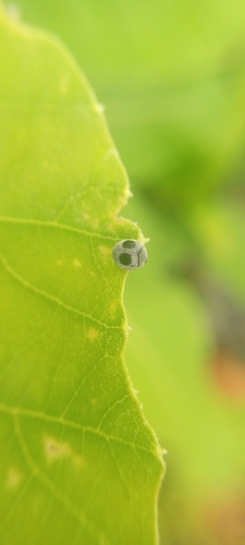 Azya orbigera, 2026-09-09