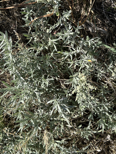 Silver Wormwood