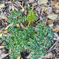 Angelica pachycarpa, photograph (c) John Barkla, some rights reserved (CC BY)