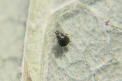 Aphididae