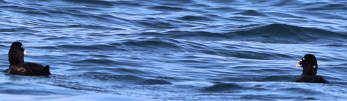 Surf Scoter