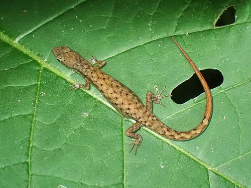 Saproscincus basiliscus, 2026-09-04