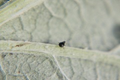 Aphididae