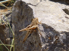 Platycleis intermedia