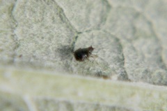 Aphididae