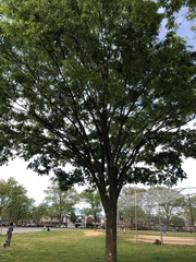 Zelkova