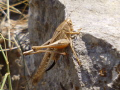 Platycleis intermedia