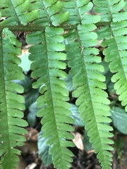 Dryopteris affinis