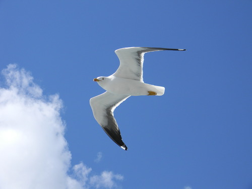 iNaturalist image