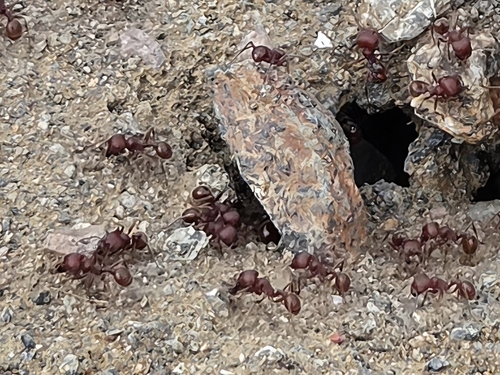 Pogonomyrmex barbatus